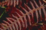 Bracken fern - detail of dead frond