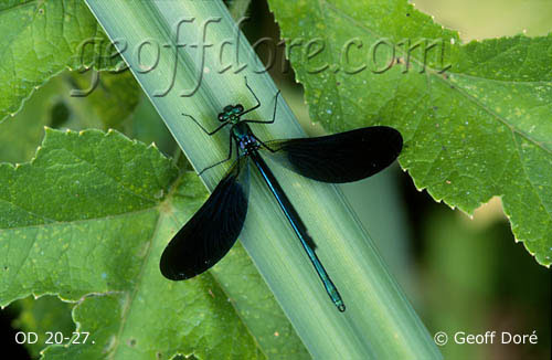 Demoiselle Agrion Damselfly male at rest