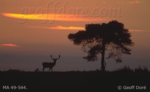 Fallow Deer buck with Scots Pine tree at dusk