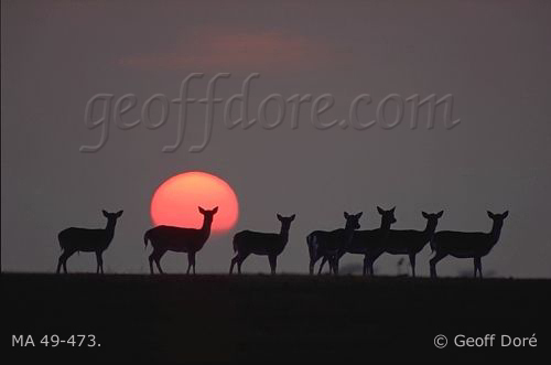 Fallow Deer does with setting sun