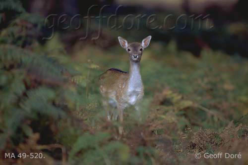 Young Fallow Deer doe in woodland, New Forest, England