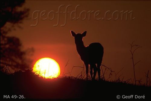 Fallow Deer doe with setting sun