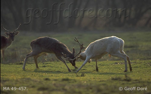 Fallow Deer bucks fighting