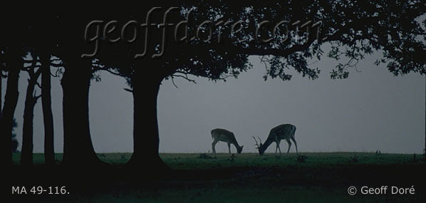 Fallow Deer buck and doe grazing under Oak trees