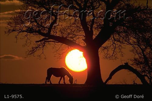 Pony and Oak tree with setting sun, New Forest, England