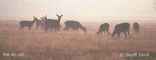 Red Deer hinds in misty meadow