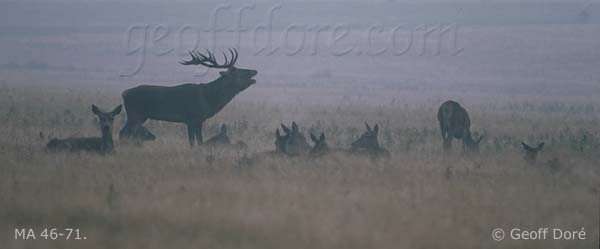 Red Deer stag roaring, with hinds