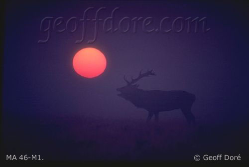 Red Deer stag roaring in dawn mist, silhouetted with rising sun, Richmond Great Park, England
