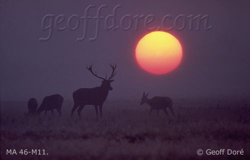 Red Deer stag and hinds, silhouetted with rising sun, Richmond Great Park, England