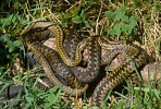 Adders in mating mass