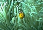 Common Anemone-fish