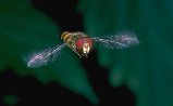 Hover-fly hovering