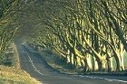 Road lined with Beech trees