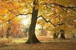 Beech tree with crooked branch, in autumn