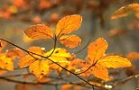 Beech leafy sprig in autumn
