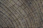 Beech tree trunk section showing growth rings