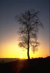 Silver Birch tree in winter, silhouetted at sunset
