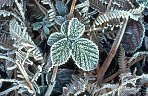 Froste-covered Bramble leaf sprig