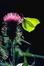 Brimstone Butterfly on thistle