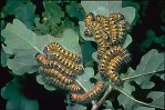 Buff-tip moth caterpillars