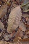 Sweet Chestnut leaf in autumn leaf litter