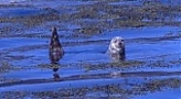 Common Seal in rising tide