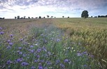 Cornflowers in wheatfield, France