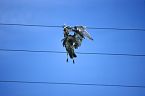 Juvenile Curlew corpse on telegraph wires