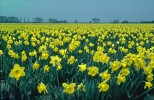 Daffodil crop, Norfolk, England