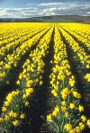 Field with crop of Daffodils, Scotland