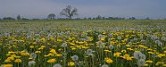 Field of Dandelions, France
