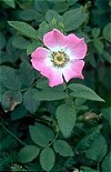 Wild Dog Rose flower