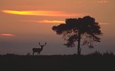Fallow Deer buck and Scots Pine tree at dusk