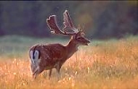 Fallow Deer buck in meadow