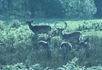 Fallow Deer bucks in velvet in bracken