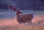 Fallow Deer buck in velvet
