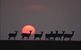 Fallow Deer does with setting sun, England