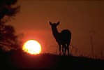 Fallow Deer doe with setting sun