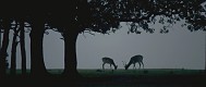 Fallow Deer pair grazing under Oak trees