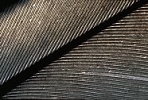 Wood Pigeon flight feather detail