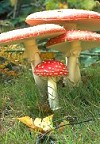 Fly Agaric Toadstool 'family'