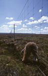 Red Fox corpse hung up in deer fence over wild moorland flows, Scotland