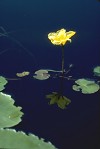 Fringed Water-lily with reflection in water surface