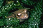 Common Frog in pond