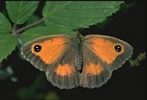 Gatekeeper Butterfly, England