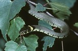 Grass Snake in birch tree