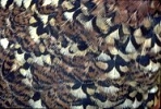 Red Grouse plumage detail