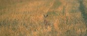 Brown Hare in straw field