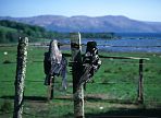 Hooded Crow corpses on fence
