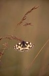 Marbled White Butterfly on grass tip